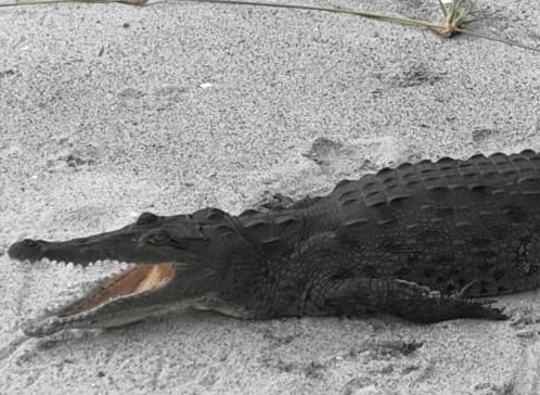 Cocodrilo aguja de Panamá centro